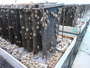 Escargots Petit Pré Jeanne Bonnet
